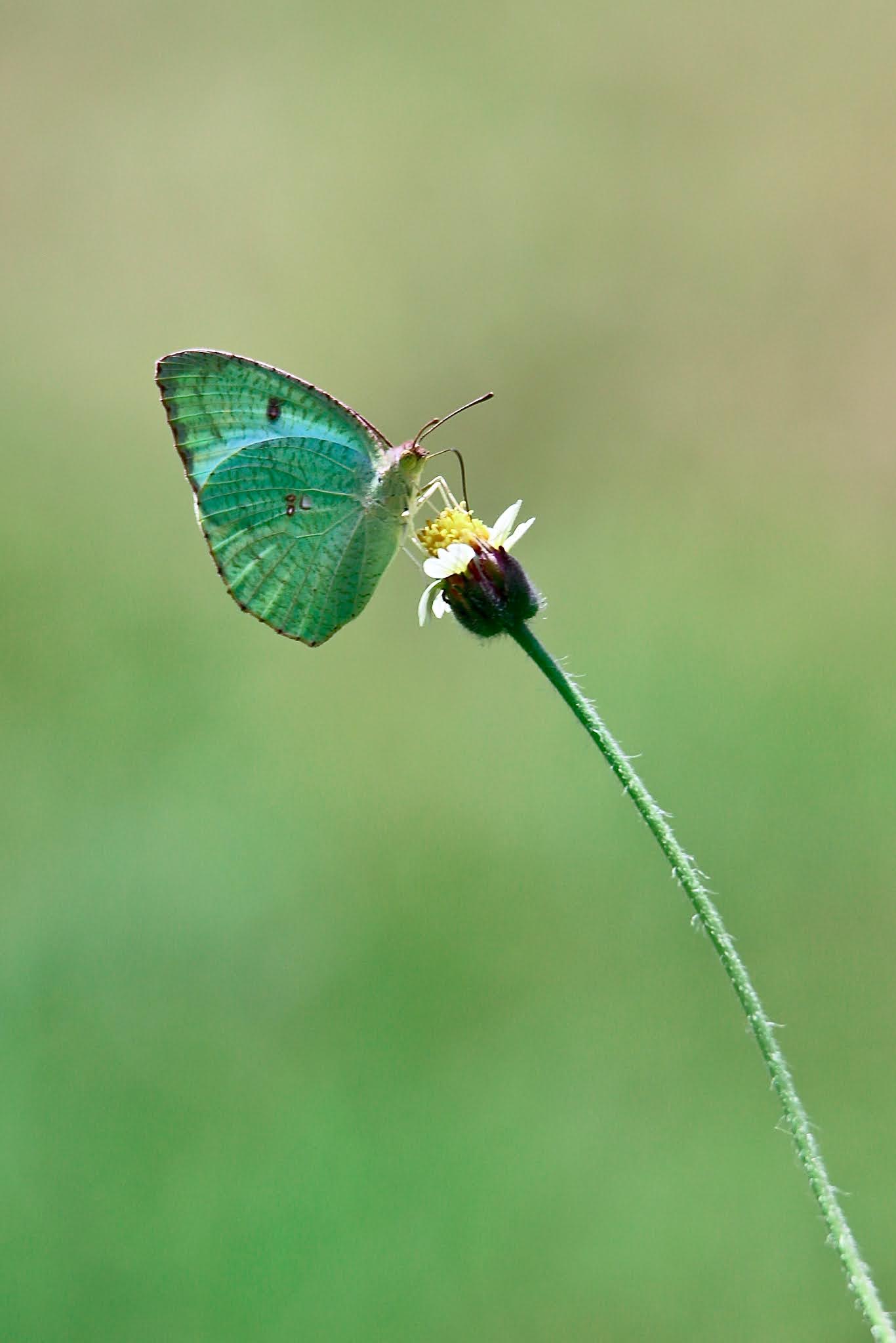 common butterflies of India with names, butterflies of koramangala, madivala, bangalore, bengaluru. high resolution, free