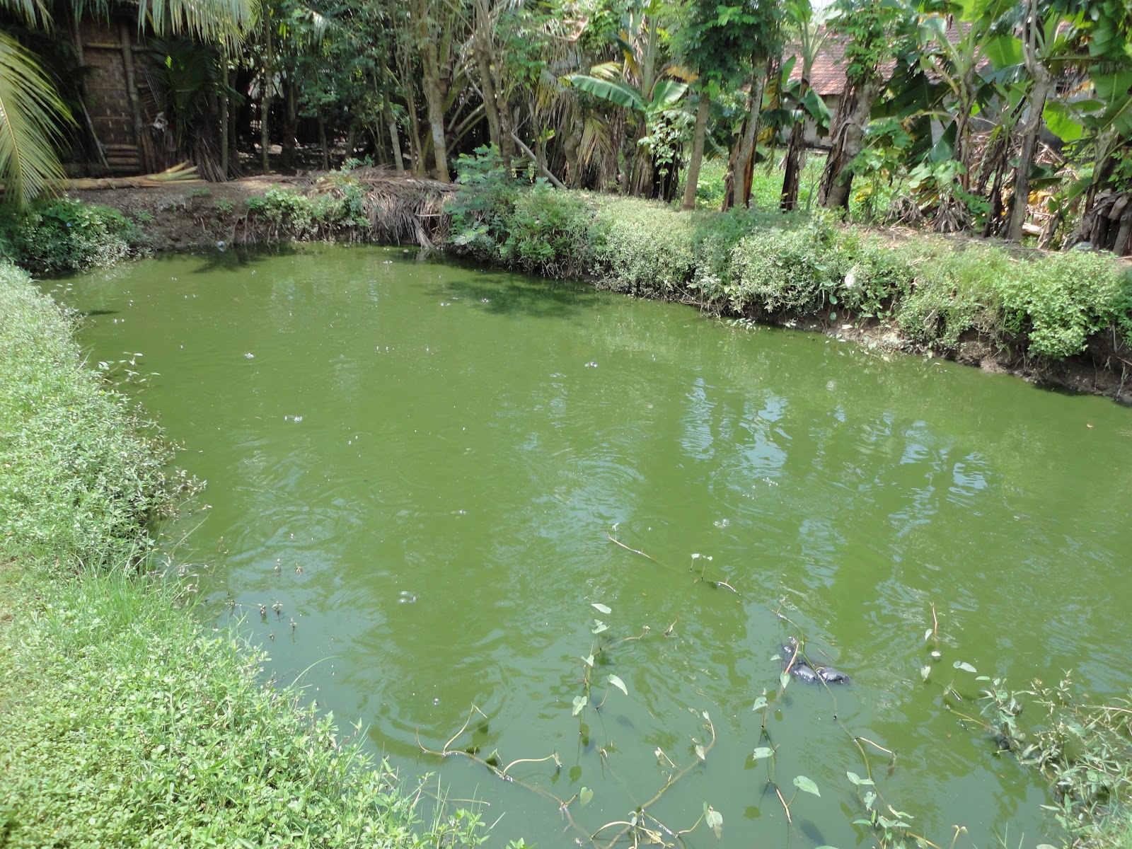 Belajar Bersama Budidaya Ikan: Kondisi Air di Kolam Lele