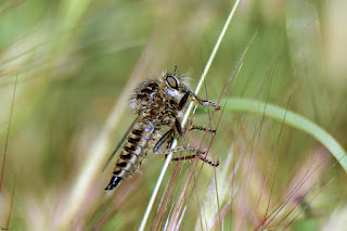 mosca-asesina-dysmachus-trigonus-