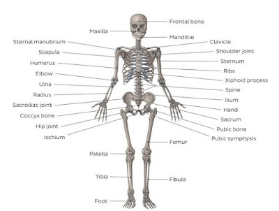 Human skeleton diagram | Human skeleton diagram with labels | Human skeleton images