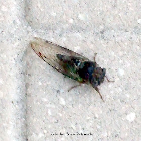 Cicada of Leesburg, Florida