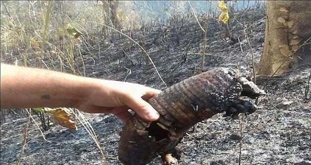 Respeto hacia los animales: Una tarea imperante en Costa Rica