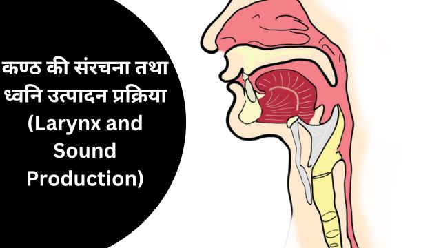 कण्ठ की संरचना तथा ध्वनि उत्पादन प्रक्रिया (Larynx and Sound Production)|hindi