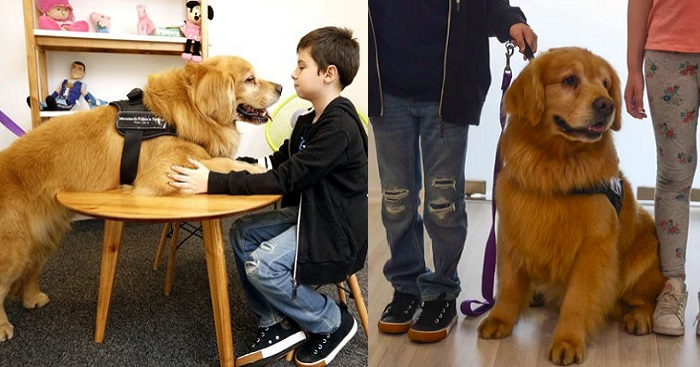 Meet Titan, The First Therapy Dog For Abused Children