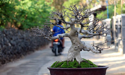 Beringin Kimeng (Ficus microcarpa)