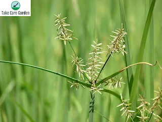 Tiririca Cyperus Rotundus: The Medicinal Plant with Multiple Health Benefits