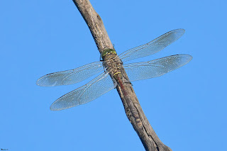 libelula-emperador-menor-o-pardo-anax-parthenope-hembra