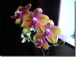 Phalaenopsis