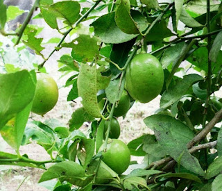 cara menanam jeruk nipis di rumah,berapa lama jeruk nipis berbuah,cara perawatan pohon jeruk nipis,pohon jeruk nipis,tanaman jeruk nipis,media tanam jeruk nipis,