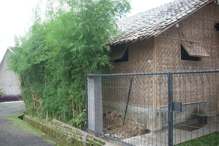 saung suung farm: Budidaya Jamur Tiram Putih