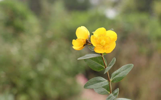 Hypericum Flowers