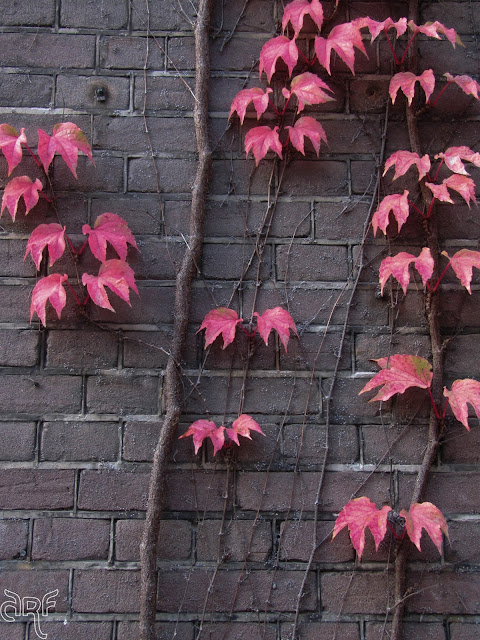 red ivy on brown wall