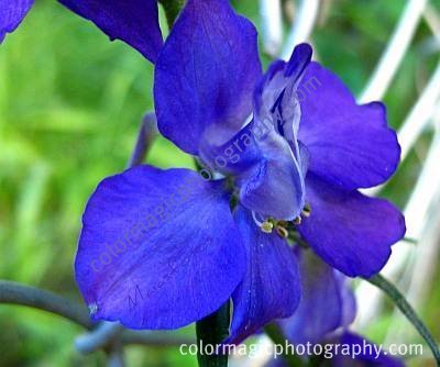 Larkspur Flower ID1378