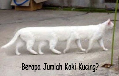 foto lucu kucing