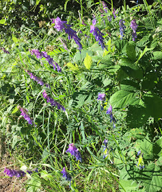 Tufted Vetch, Vicia cracca.  Luxford Lane, Crowborough, 7 July 2017.