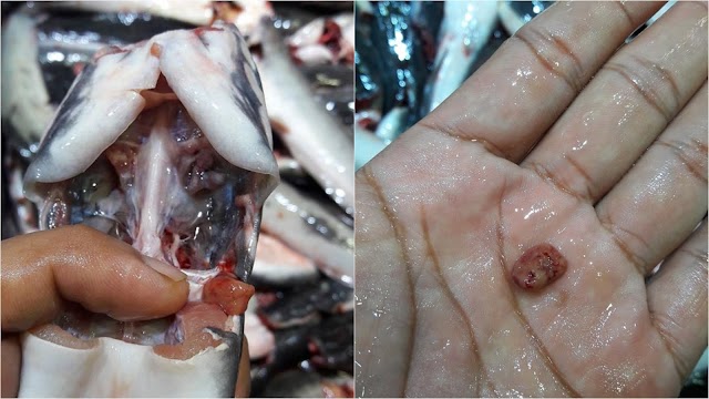 Hilangkan Hanyir Dan Lendir Ikan Keli Lakukan Cara Ini Baru Sedap Dimasak