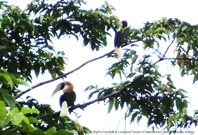 Blyth's Hornbill (Rhyticeros plicatus)