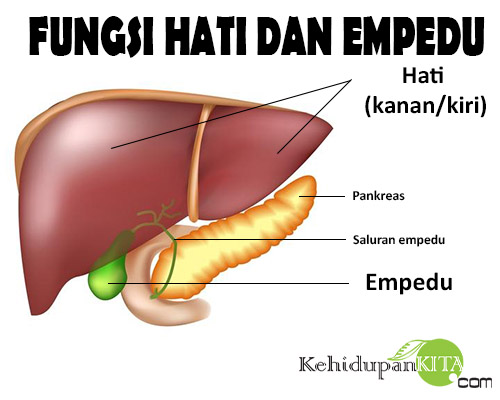 Fungsi Hati Fungsi Empedu Hati dan Empedu Pada Sistem 