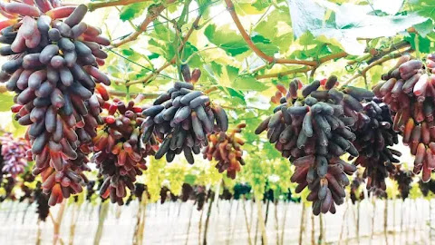 Các dự án Nông nghiệp tại Ninh Thuận