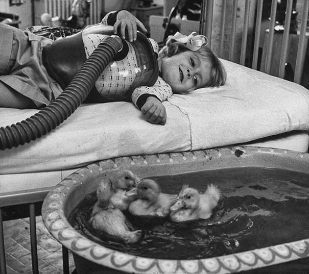 Животные используются как часть медицинской терапии, 1956 г.