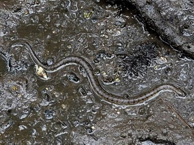 -faced Water Snake (Cerberus rynchops)