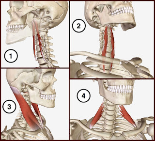 Fisioterapia Montevarchi