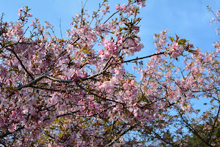 茨城県フラワーパーク河津桜