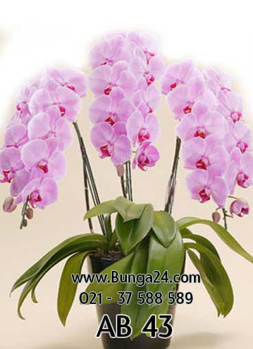 Toko Bunga  Magnum Jakarta Barat Online Florist Indonesia 