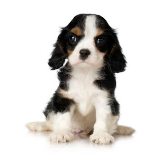 Cachorro Cavalier Spaniel