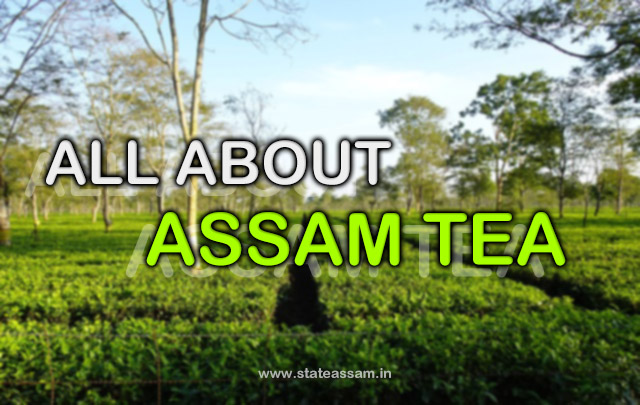 Assam Tea, Assam Tea Company, Type of Tea in Assam, Tea Brand In Assam…Etc- 2024