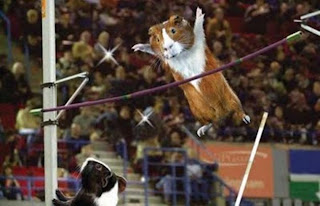 Funny Olympic Animal