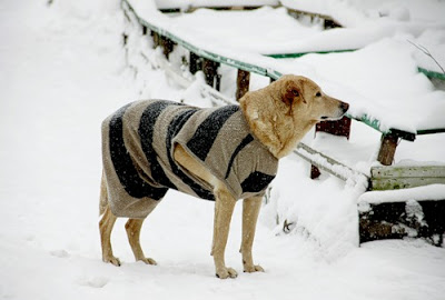 Awesome Pet Costumes Seen On www.coolpicturegallery.us