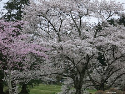 cherry blossoms, Japan