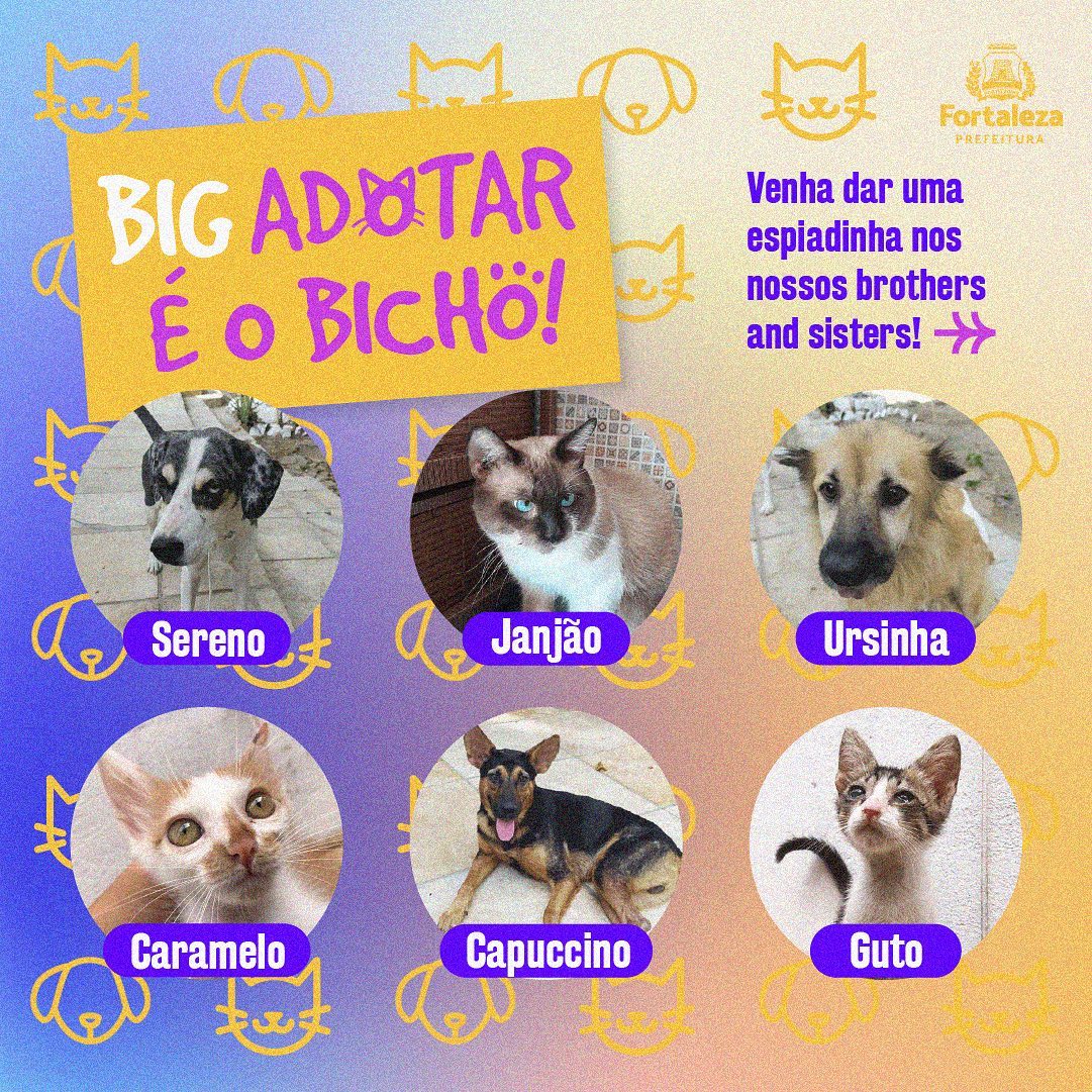 Recife e Olinda promovem vacinação antirrábica para cães e gatos neste  sábado (11) - Folha Pet - Folha PE