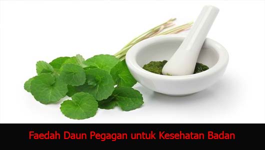 Faedah Daun Pegagan untuk Kesehatan Badan