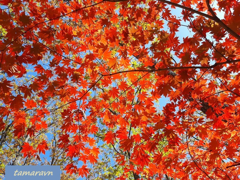 Клён ложнозибольдов (Acer pseudosieboldianum)