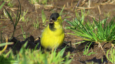 Jilguero (Spinus barbata),  Cerros del Peñol, Olmopulli, Maullín. Macho.