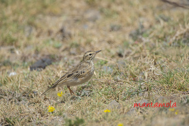 African pipit