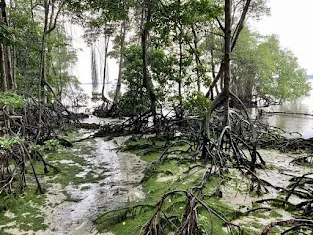 mangroves at Chek Jawa, Pulau Ubin