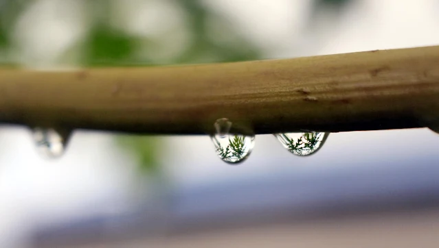 Foto Macro Embun Yang Indah di Dedaunan