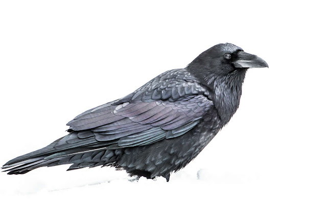Raven Bird Photos