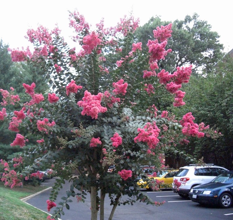 crape myrtle pruning. crape myrtle revives!