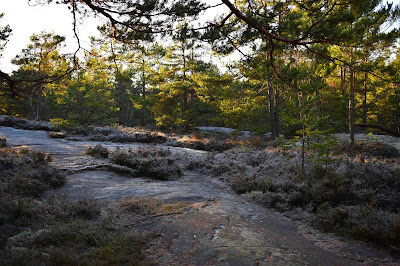 Vacker skog