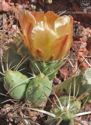 Quepo (Maihueniopsis glomerata)