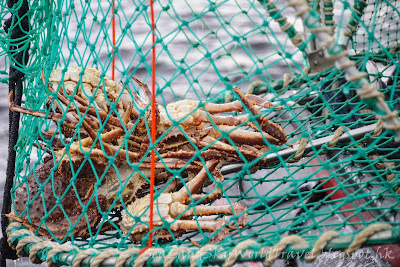 Kirkenes 挪威 King Crab Safari 皇帝蟹團