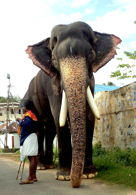 Mangalamkunnu Karnan photos