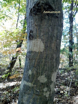 Клён ложнозибольдов (Acer pseudosieboldianum)