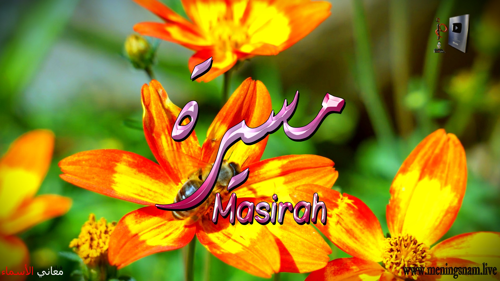 معنى اسم, مسيرة, وصفات, حاملة, هذا الاسم, Masirah,