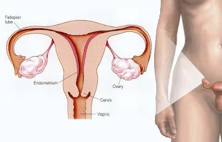 Uterus_menstrual-chart