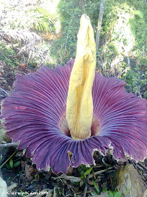 Amorphophallus Titanum